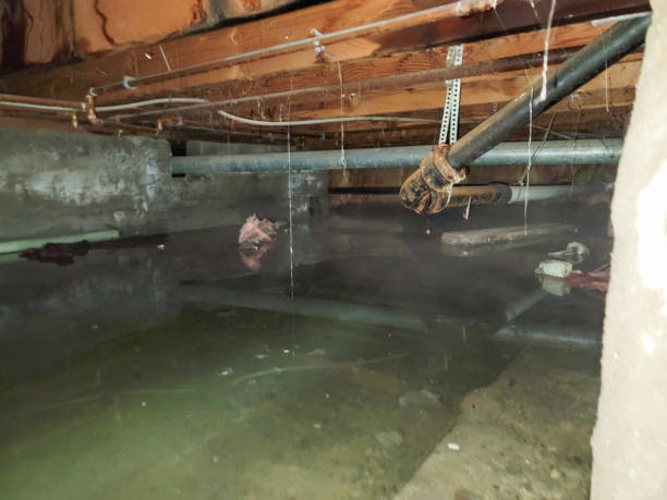 Best Ceiling water damage repair  in Rockwood, MI