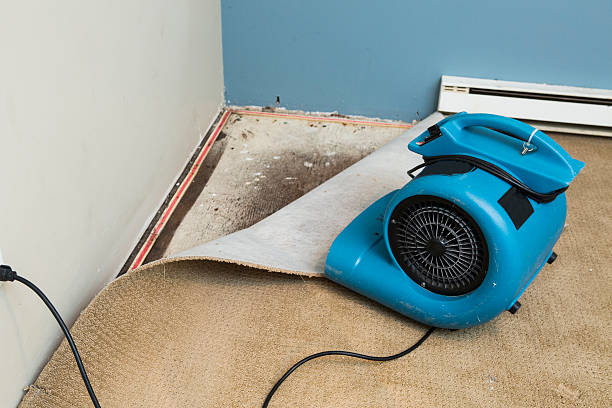 Best Water damage contractors near me  in Rockwood, MI